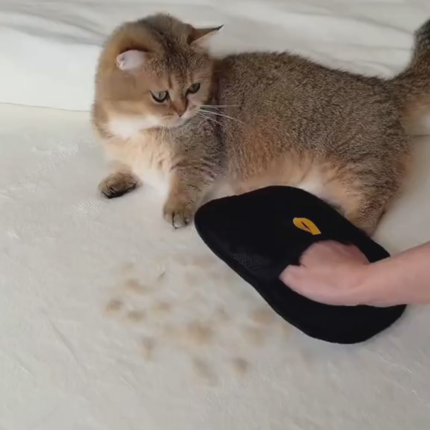 Electrostatic Bristles That Pull Embedded Cat Hair Out of Any Fabric in Seconds — PurrrSupps™ Pet Hair Removal Glove